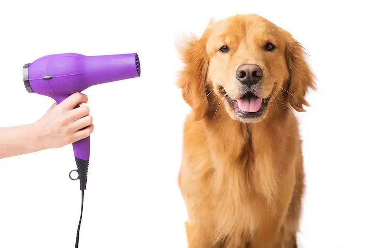 K9 And Critters - Pet Groomer in Newmarket