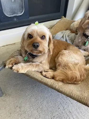 K9 CHIC Grooming Boutique - Pet Groomer in Cleveland