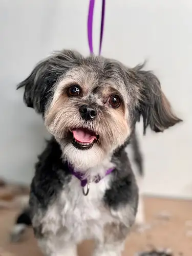 K9 Design Studio - Pet Groomer in Reservoir