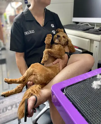 K9 DipNclip Grooming - Pet Groomer in Elizabeth Hills