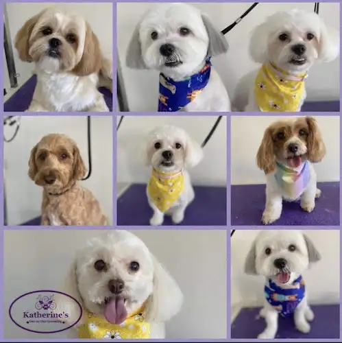 Katherine’sOneOnOneGrooming - Pet Groomer in Rochedale South