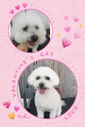 KatPet Studio - Pet Groomer in Concord West