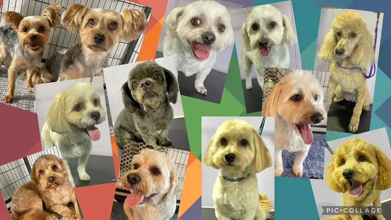 Kat's Dog Grooming - Shellharbour Village - Pet Groomer in Shellharbour