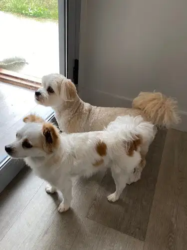 Kiaora Park Pet Care - Pet Groomer in Sutton