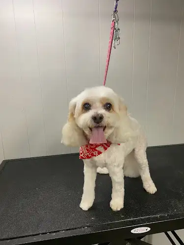 Kims Exclusive Dog Grooming - Pet Groomer in Albany Creek