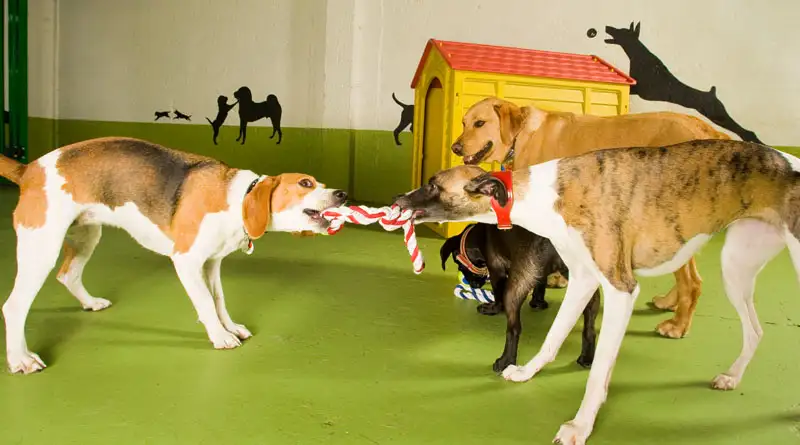 Kip Hobart - Pet Groomer in Hobart