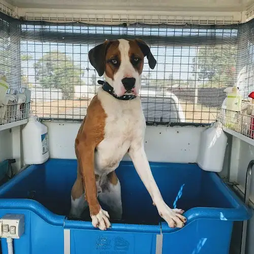 KLEEN K9 MOBILE DOG WASH - Pet Groomer in Nanango