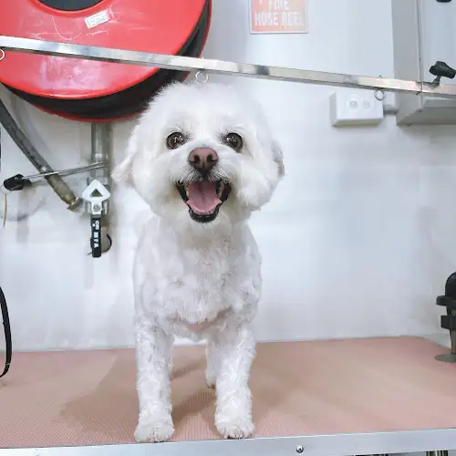 Kloud9Pet - Pet Groomer in South Melbourne