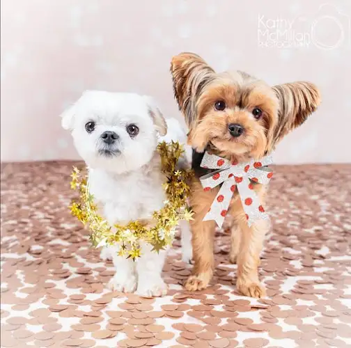 KOOHIKI Spa & Pets Grooming Salon - Pet Groomer in Runcorn
