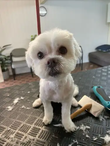 Kristy's Dog Grooming - Pet Groomer in Banyo