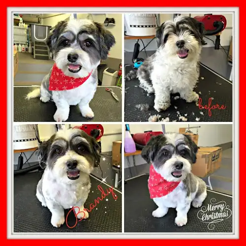 La Casa De Pooch - Pet Groomer in Geebung