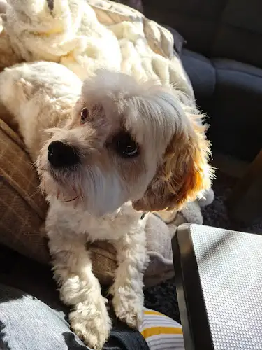 Laundermutts - Pet Groomer in Riverside