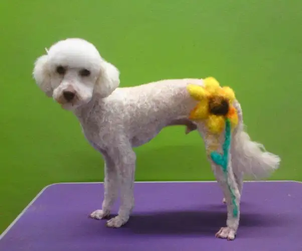 Leanne's Passion Pet Salon - Pet Groomer in Greystanes