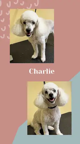 Lexi’s Dog Grooming - Pet Groomer in Beelbi Creek