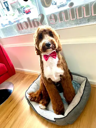 Lil Red Waggin’ Dog Grooming - Pet Groomer in Petersham