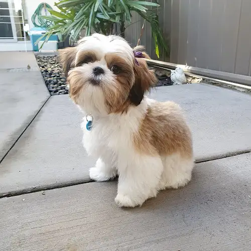 Limelight Pet Salon - Pet Groomer in Buddina