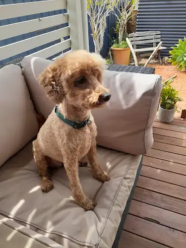 Lisa's Dog Grooming - Pet Groomer in Berkeley Vale