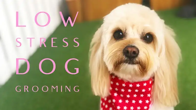 Little Dog Studio - Pet Groomer in Nundah