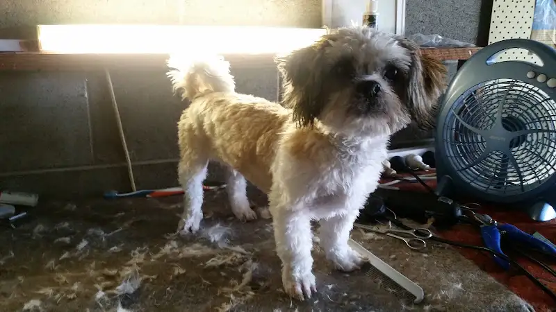 Loren's Dog & Cat Clipping & Grooming - Pet Groomer in Craignish