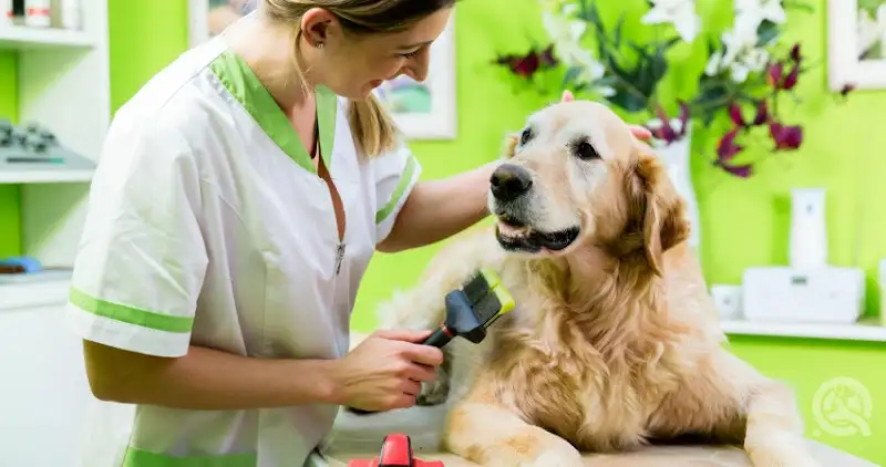 Loretta's Pet Styles - Pet Groomer in Townsville