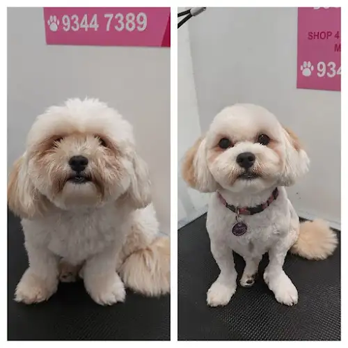 Lovely Dogs Grooming & Accessories - Pet Groomer in Maroubra