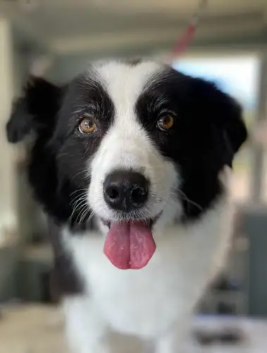Loving Touch Dog Grooming - Pet Groomer in Bellingen