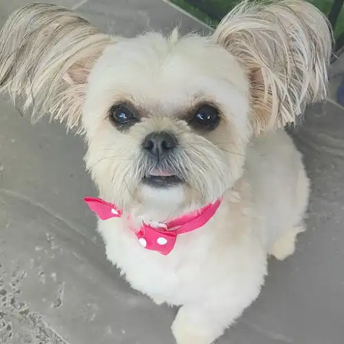 LUXE PAWS GROOMING - Pet Groomer in Narre Warren
