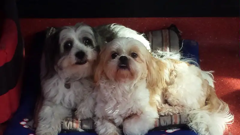 Magic Mutts - Pet Groomer in Five Dock