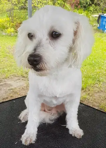 Maisie J 's Mobile Dog Grooming - Pet Groomer in Bracalba