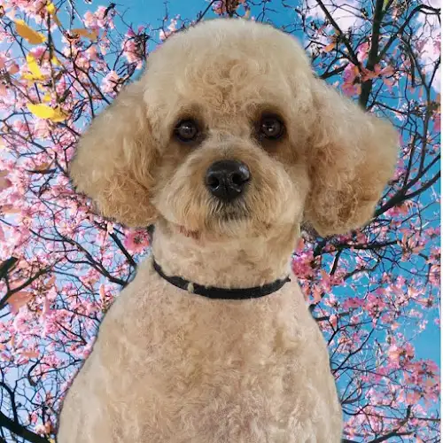 Make It Yappy - Pet Groomer in Woodbine