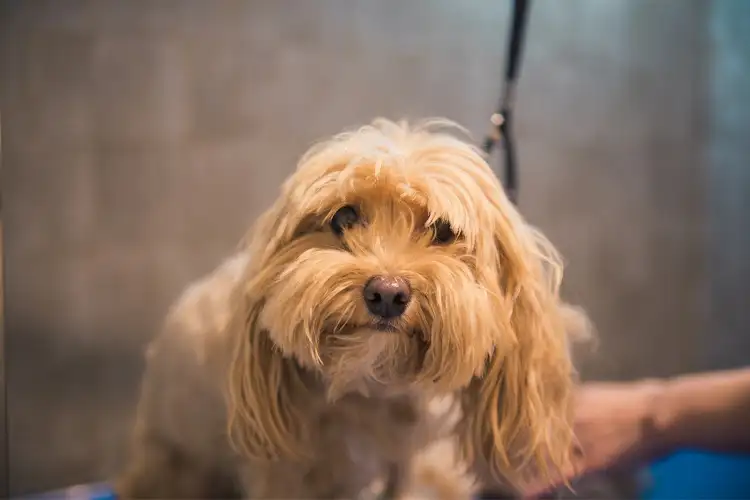 Marley And Friends - Pet Groomer in Double Bay