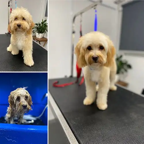 MaroochyPAW Grooming - Pet Groomer in Cotton Tree