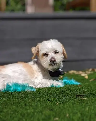 Maru Maru Pet Services - Pet Groomer in Stanmore