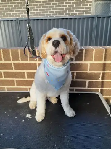 Maz Dog And Cat Grooming - Pet Groomer in Denham Court