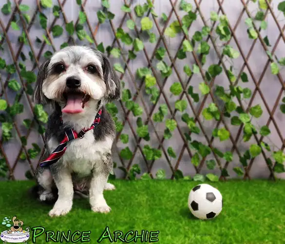 Mell's Puppy Palace - Pet Groomer in Point Vernon