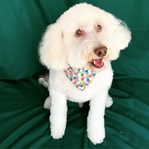 Millie's Groomers - Pet Groomer in Millie