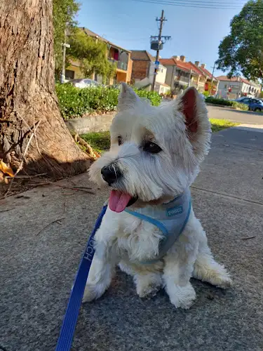 Mimi's Dog Village - Pet Groomer in Summer Hill