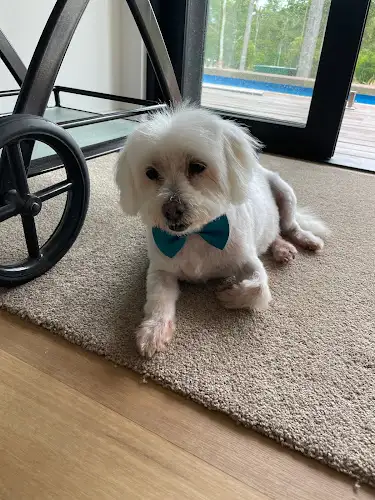 Miss Chi Canine Salon - Pet Groomer in Landsborough