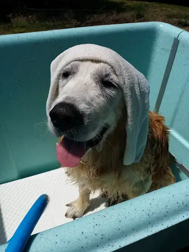 Missie's Doggy Wash - Pet Groomer in Tin Can Bay