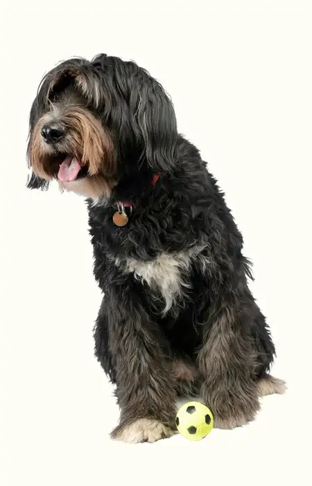 Mobile Dog Groomers