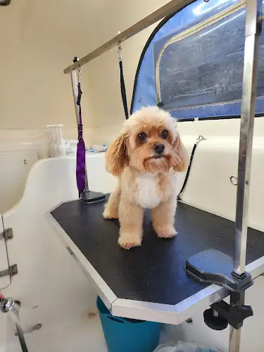 Mobile Rainbow Dog Wash And Grooming - Pet Groomer in Ermington