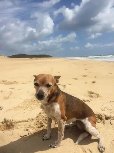 Moffat Beach Vets - Pet Groomer in Moffat Beach