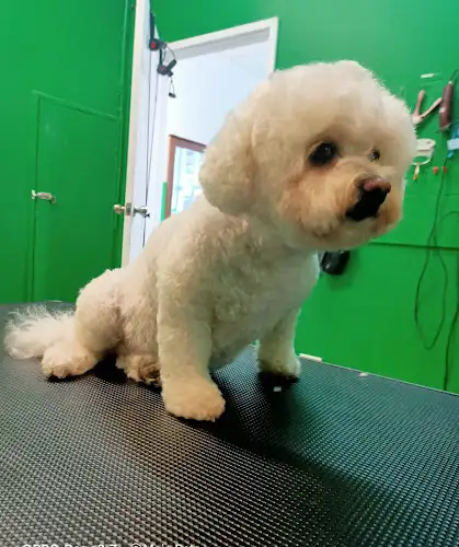 Mojo Pets - Pet Groomer in Rushcutters Bay