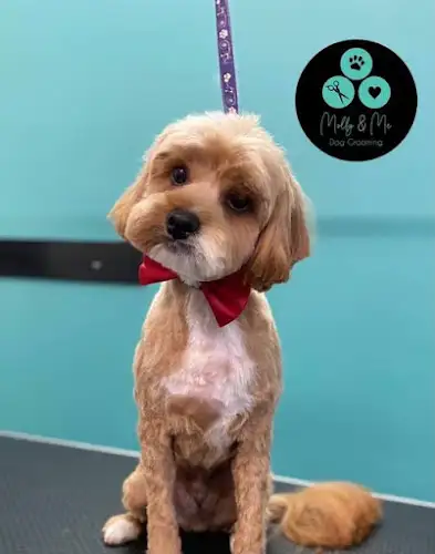 Molly & Me Dog Grooming - Pet Groomer in Vermont