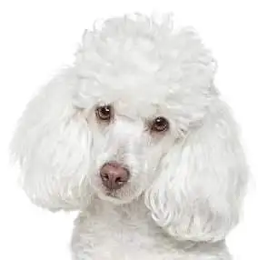 Mollycoddles Pet Grooming - Pet Groomer in Beachmere