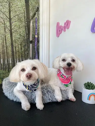 Momosho Pet Spa - Pet Groomer in Paddington