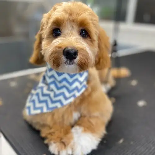 Monty & Me Pet Grooming - Pet Groomer in Ellerslie