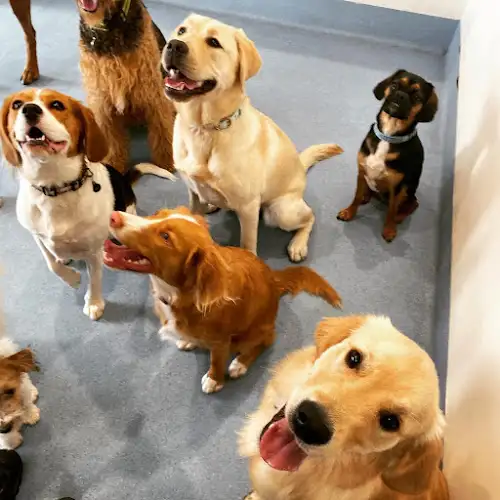 Mosman Paws Doggy Daycare And Grooming - Pet Groomer in Mosman