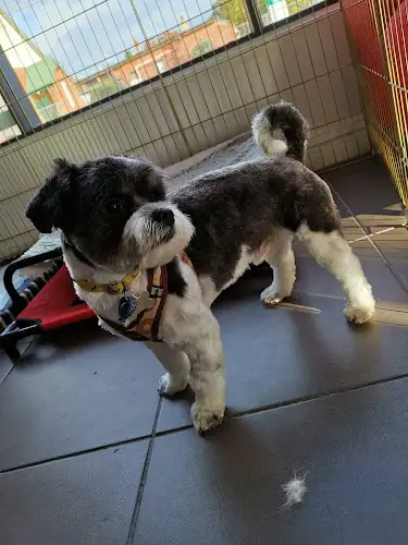 Mostly Mutts Pet Salon - Pet Groomer in Brunswick