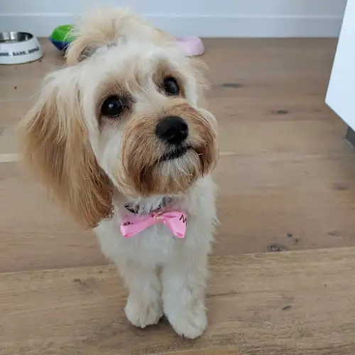 Mr Teddy Bear - Pet Groomer in Bowen Hills